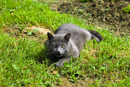 beautiful gray cat lying in the grassの写真素材