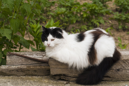 black and white cat lying on a treeの写真素材