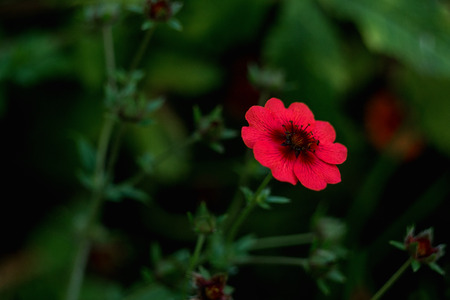Potentilla nepalensis- pink flower on green backgroundの写真素材