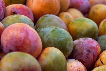 Fresh Colorful Yellow Pink Purple Green Tropical Manggoes on Display / Stand at Outdoor Market in Netanya, Israelの写真素材