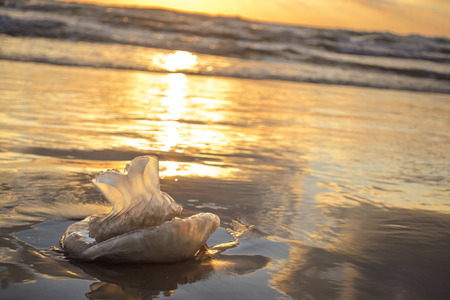 Jellyfish at the seaside at sunsetの写真素材