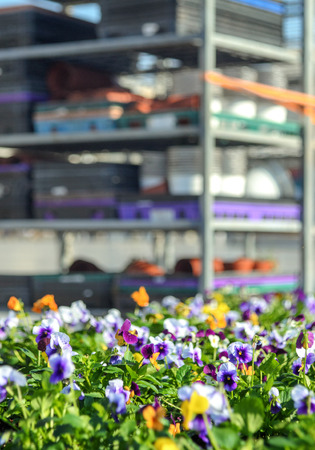 Street bright colorful flowers pansies in flowerpot on the background of trolley/carriage/cart with tools and pots of a gardener. Flowers with drops of water after watering Blur background. Lifestyleの写真素材
