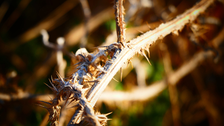 Thorny branches - backgroundの写真素材