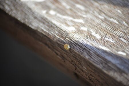 Yellow ladybugs on a wooden tableの写真素材