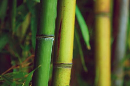 Zen bamboo forest green backgroundの写真素材