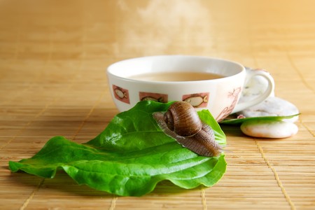 Green tea cup and snailの写真素材