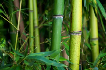 Zen bamboo forest green backgroundの写真素材
