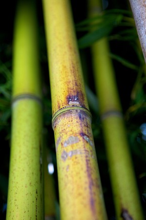 Zen bamboo forest green backgroundの写真素材