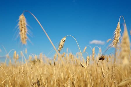 Golden wheat field under a blue skyの写真素材