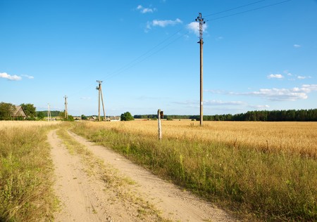 Golden wheat field under a blue skyの写真素材