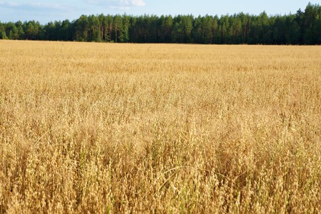Golden oats field in the autumn seasonの写真素材