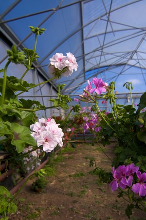 Glasshouse with pelargoniumsの写真素材