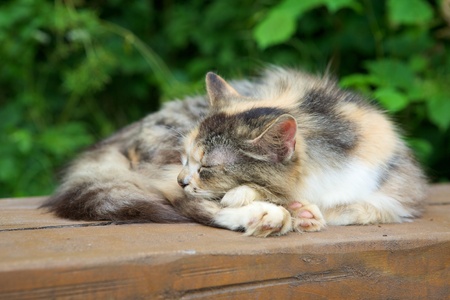 Cat sleeping on a benchの写真素材