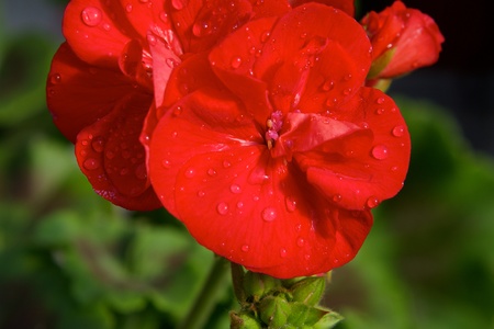 Red pelargonium ringの写真素材