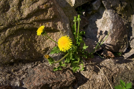 Dandelion growing from the stone wallの写真素材