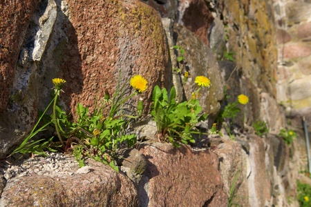 Dandelion growing from the stone wallの写真素材