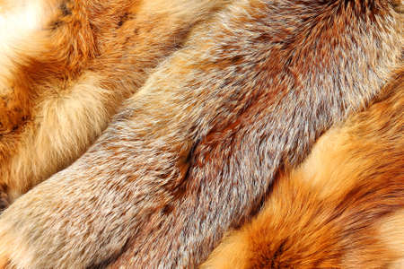 Red fox fur with pied beautiful hairsの写真素材