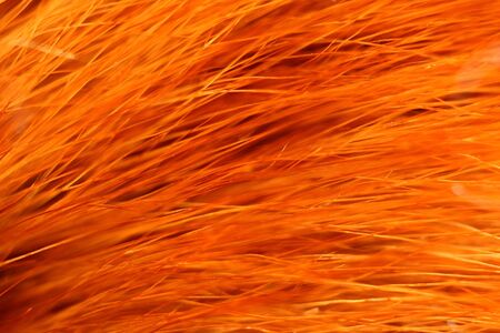 Red fox fur with pied beautiful hairsの写真素材