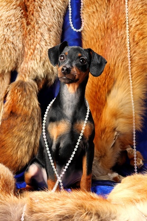 Miniature Pinscher puppy sit on a fox furの写真素材