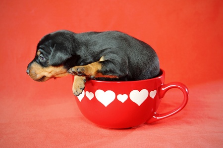 The Miniature Pinscher puppy, 3 weeks old, lying in front of red backgroundの写真素材