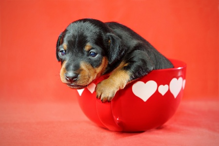 The Miniature Pinscher puppy, 3 weeks old, lying in front of red backgroundの写真素材