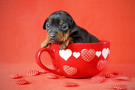 The Miniature Pinscher puppy, 3 weeks old, lying in front of red backgroundの写真素材