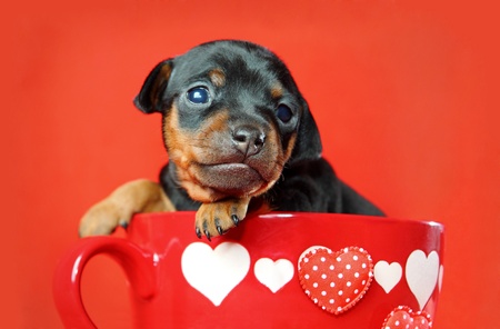 The Miniature Pinscher puppy, 3 weeks old, Valentine's dayの写真素材