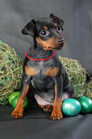 The Miniature Pinscher puppy, 2.5 months oldの写真素材