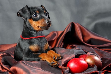 The Miniature Pinscher puppy, 2.5 months oldの写真素材