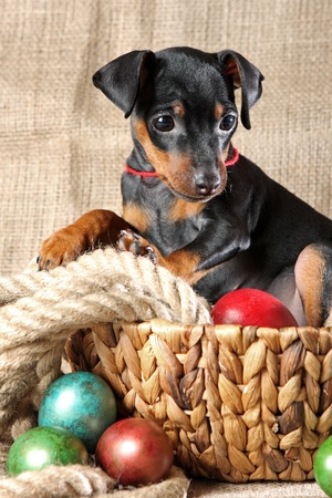 The Miniature Pinscher puppy, 2.5 months oldの写真素材