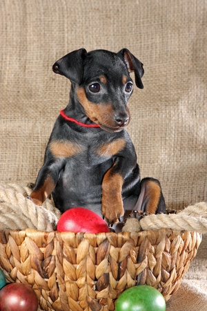 The Miniature Pinscher puppy, 2.5 months oldの写真素材