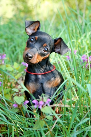 The Miniature Pinscher puppy, 3 months oldの写真素材