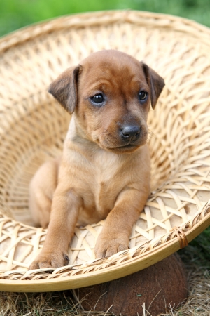 The Miniature Pinscher puppy, 1 months old の写真素材