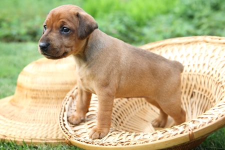 The Miniature Pinscher puppy, 1 months oldの写真素材