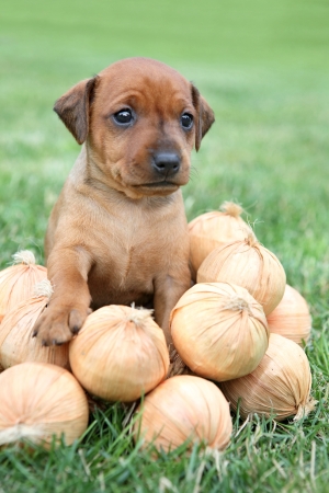 The Miniature Pinscher puppy, 1 months oldの写真素材