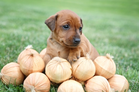 The Miniature Pinscher puppy, 1 months oldの写真素材