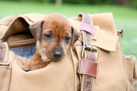 The Miniature Pinscher puppy, 1 months oldの写真素材