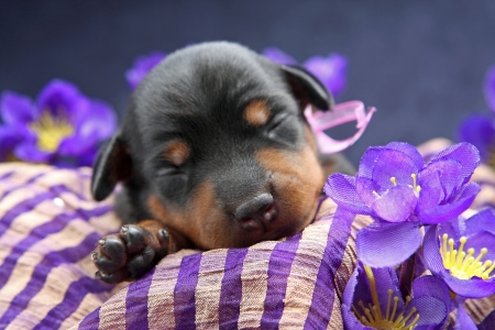 The Miniature Pinscher puppy, 5 days oldの写真素材