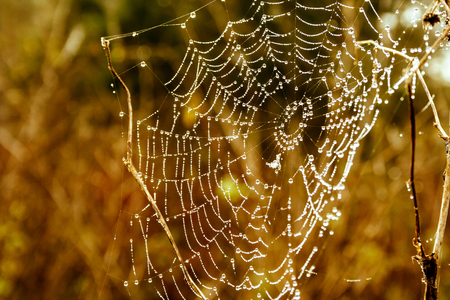 Cobwebs on the grass with dew dropsの写真素材