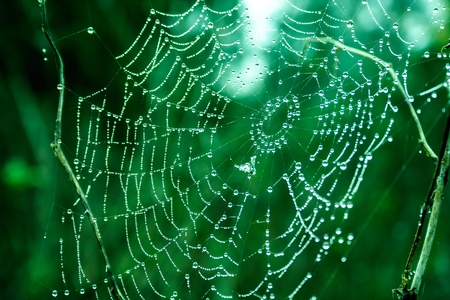 Cobwebs on the grass with dew drops