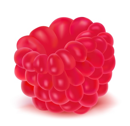 Vector illustration of ripe raspberry のイラスト素材