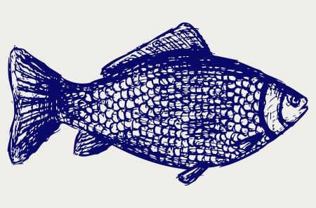 Crucian carp. Sketchのイラスト素材