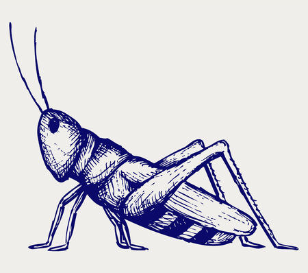 Grasshopper  Doodle styleのイラスト素材