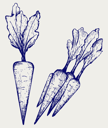 Carrot vegetable with leaves  Doodle styleのイラスト素材