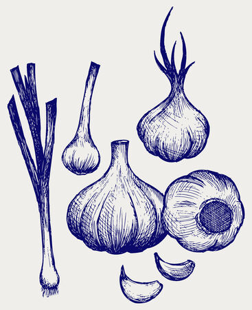 Heads of garlic  Young garlic  Doodle styleのイラスト素材