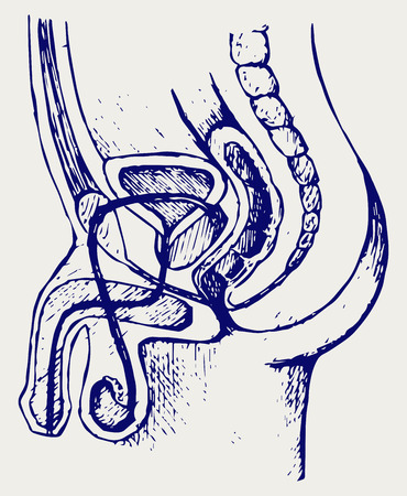 Male urinary system. Doodle styleのイラスト素材