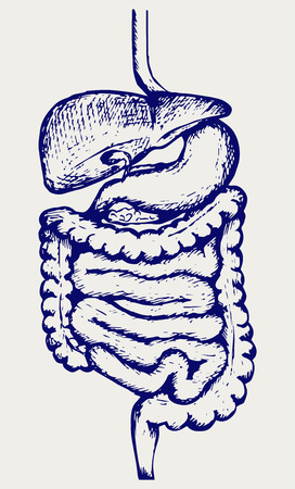 Internal human digestive system. Doodle styleのイラスト素材