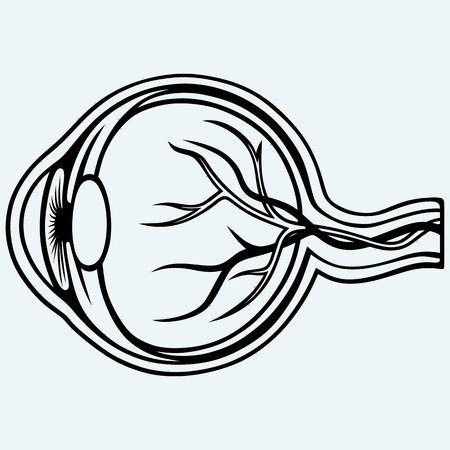 Human eye anatomy. Isolated on blue backgroundのイラスト素材