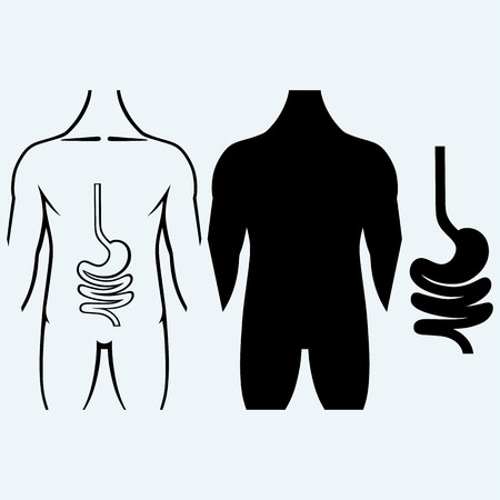 Human digestive system. Isolated on blue background