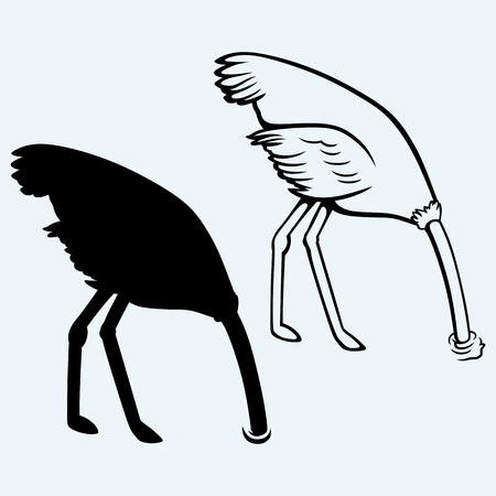 Ostrich burying its head in sand. Isolated on blue backgroundのイラスト素材